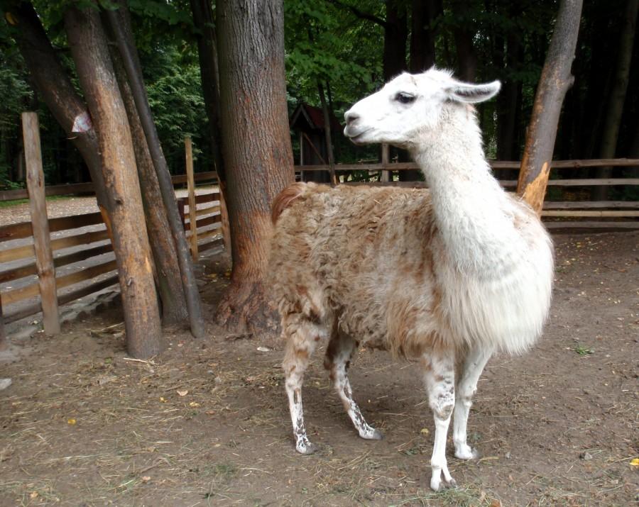 Lama