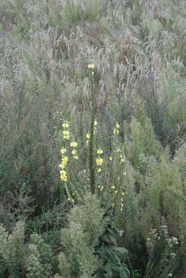 przypomina kaktusa, co?