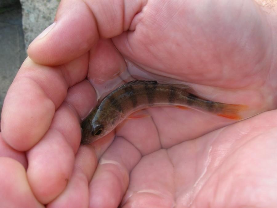 Niewymiarowa ryba