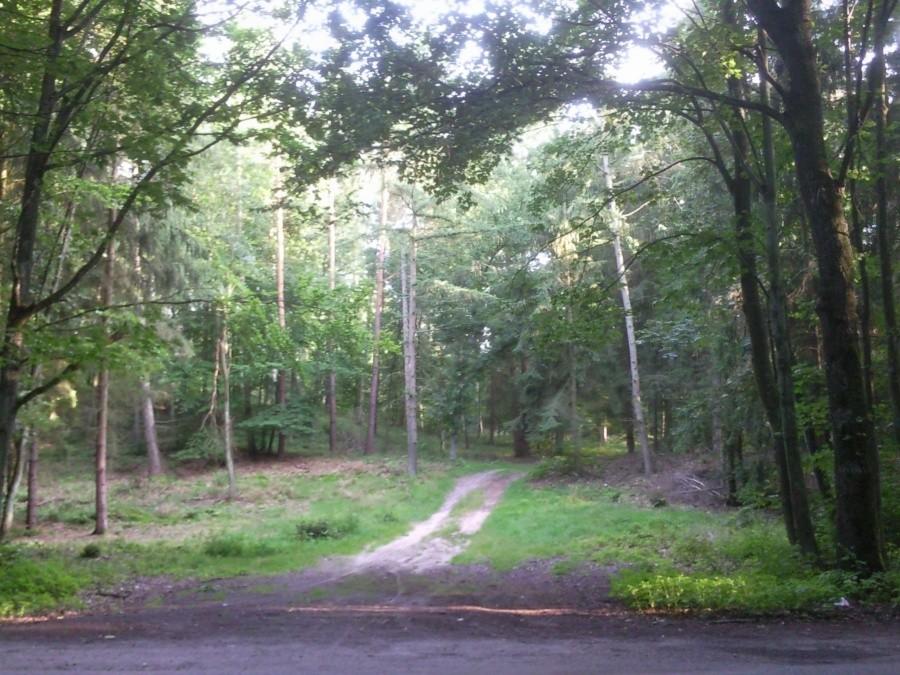 Puszcza Bukowa