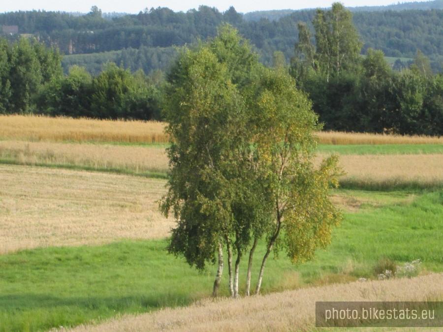 Liście brzózki zwiastują zbliżającą się jesień