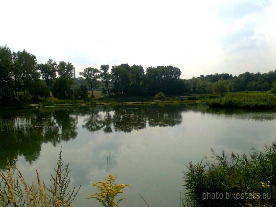 Rzęsa w Siemianowicach