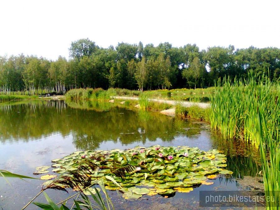 Rzęsa w Siemianowicach
