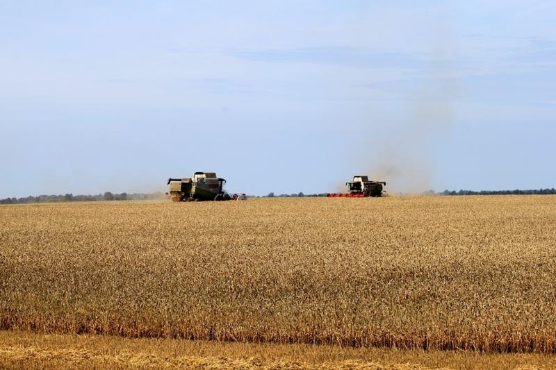 żniwa w pełni