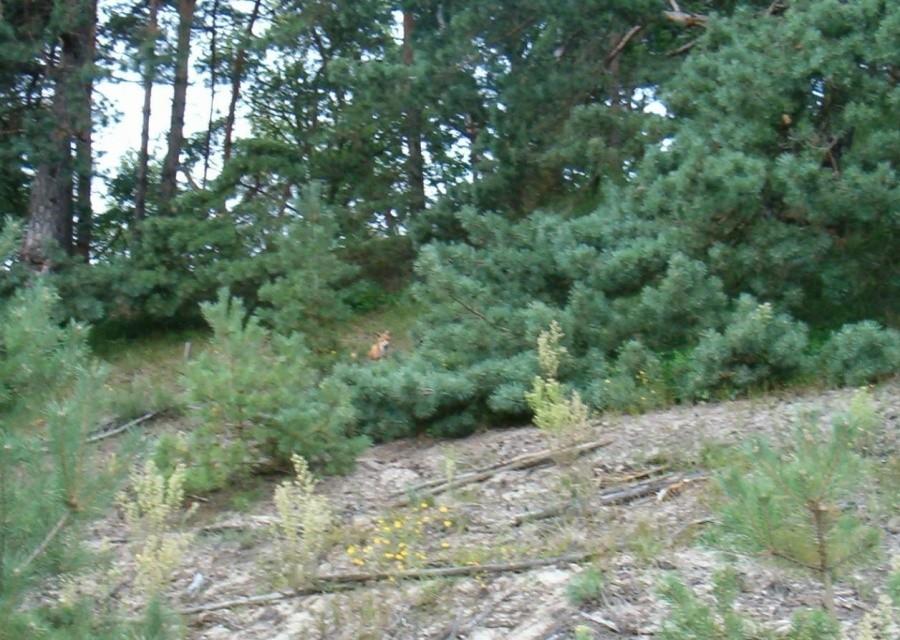 Rowerówka z Kątów Rybackich do Tczewa. Zdjęcie małego liska "chytruska"