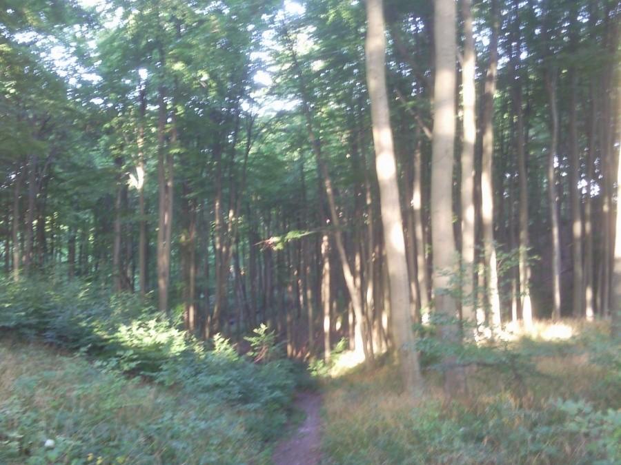 Okolice któregoś z żółtych szlaków (chyba)