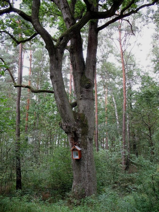 Nadkole - pomnikowy dąb z kapliczką