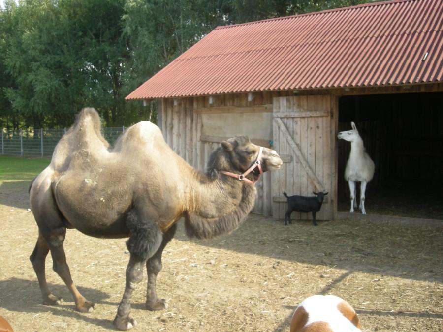Zwierzyniec w Przybynowie
