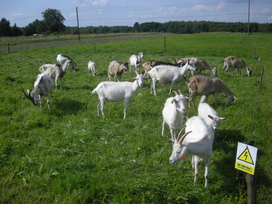 Pod elektrycznym pastuchem.
