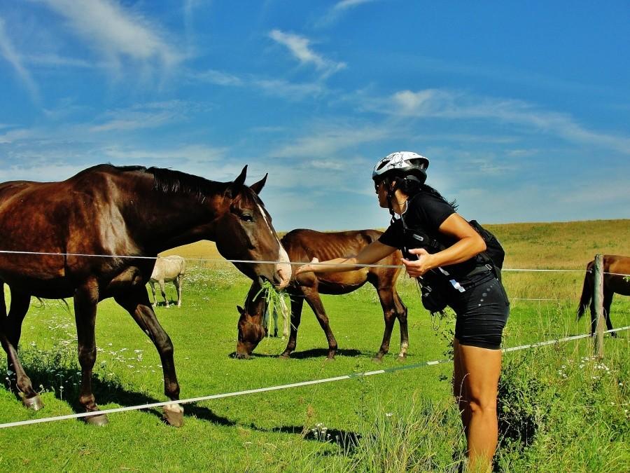 Asia i konik.