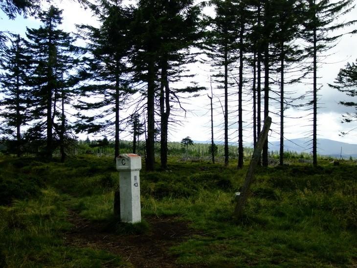 Słupek graniczny w rejonie szczytu Smrka w Góach Rychlebskich/Złotych
