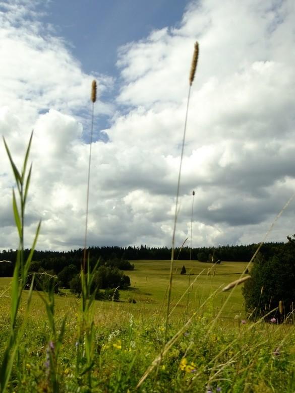 Hranicky przez trawy