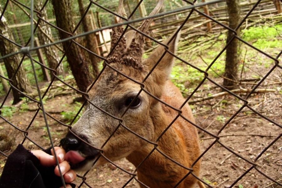 Mały jelonek w azylu dla dzikich zwierząt w Brodach Pomorskich