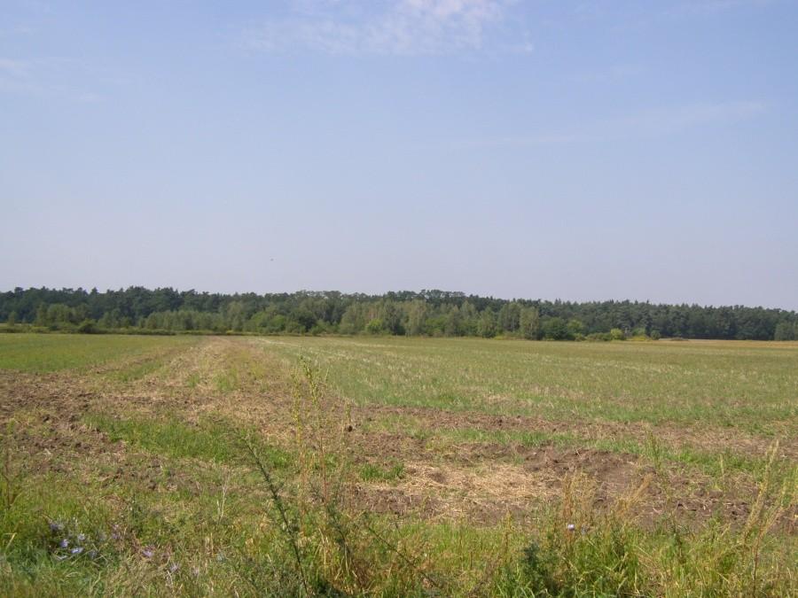Las Mrozowski z innej perpektywy