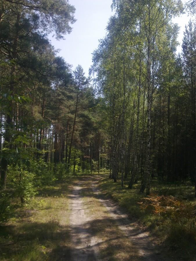 Lato w pełni