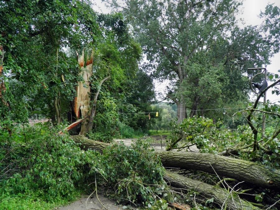 Krajobraz pod wybiegiem dla psów (Las Arkoński) po burzy z 21 sierpnia 12 roku.