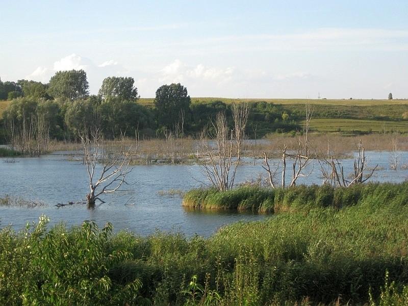 uschnięte drzewa w środku bagiennych terenów