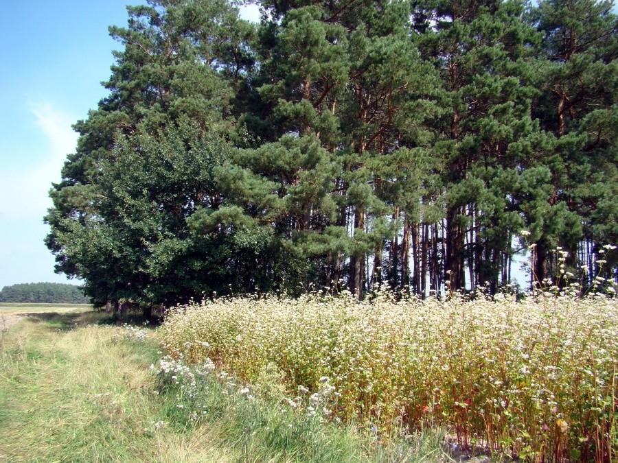 Gryka jak śnieg biała? Polna droga między Kulowem a Krzepielowem