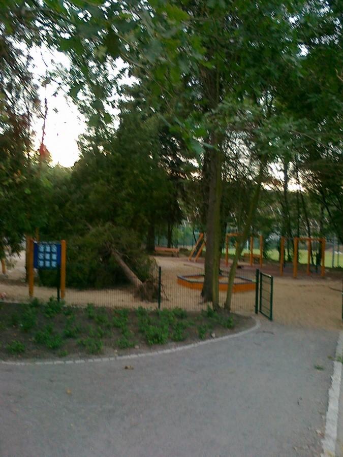 Powalone drzewo na placu zabaw