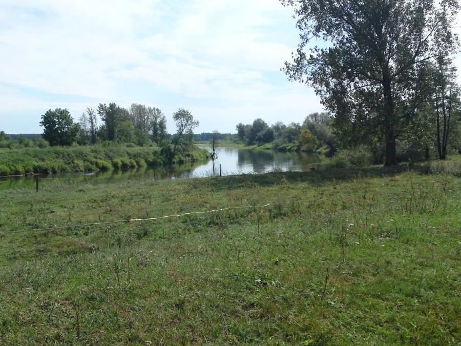 Warta
