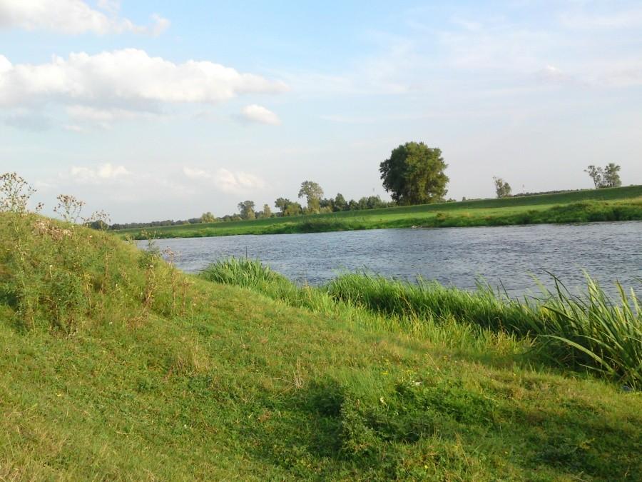 Warta w okolicach Koła