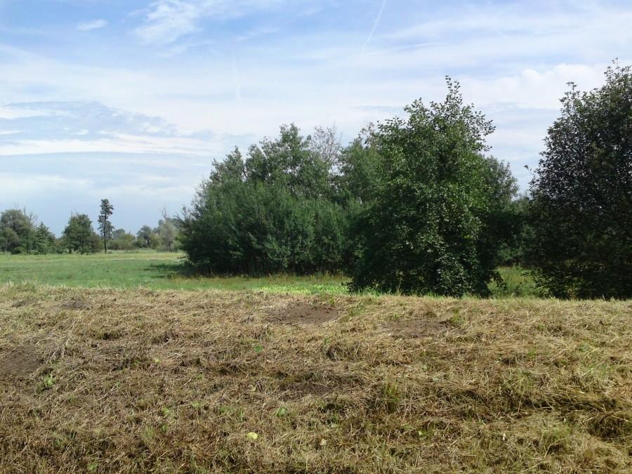 Rozległe płaskie tereny w niecce Warty