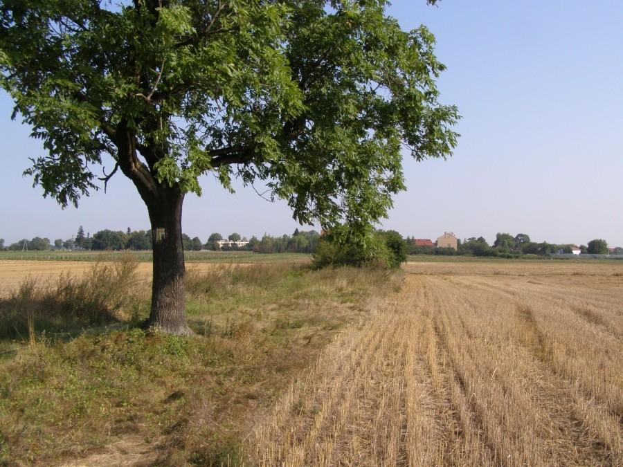 Polna droga Jaszkotle - A4