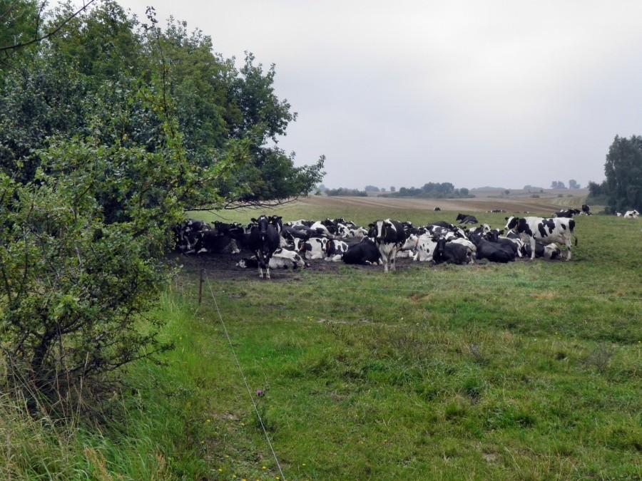 Trwa czas przeżuwania - widok z pastwiska pod Ladenthin.
