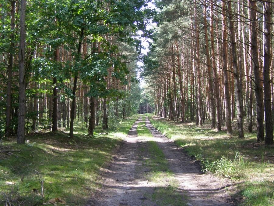 Las Mokrzański