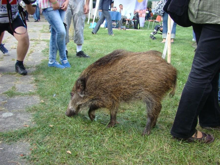 Wycieczka do Nowego Warpna.- jesteśmy na miejscu 6