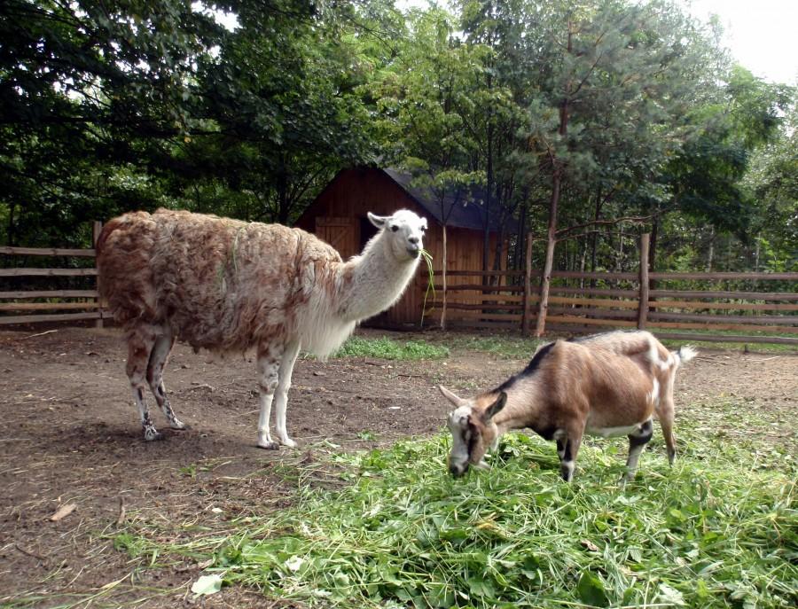 Znajome koza i lama