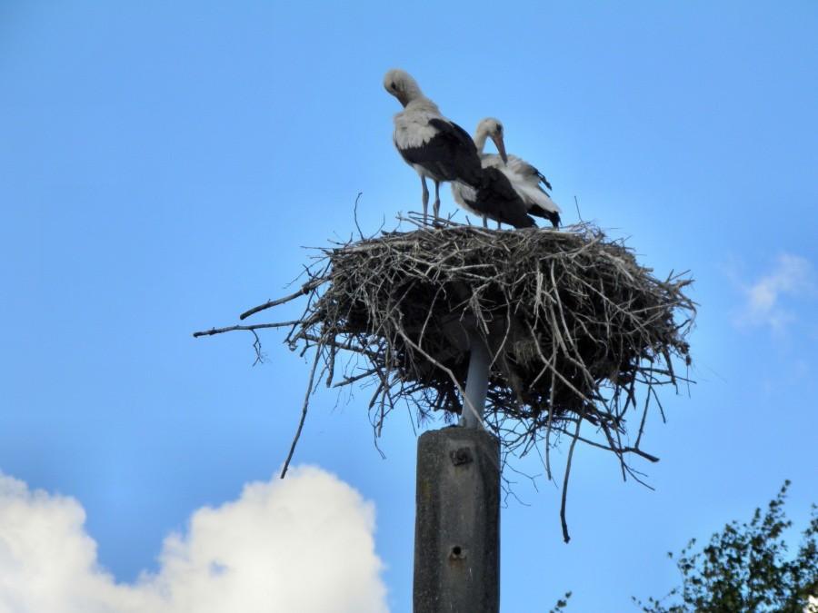 Kompletne zaskoczenie - w Plöwen nadal rezydują bociany mimo, że to już 26 sierpnia.
