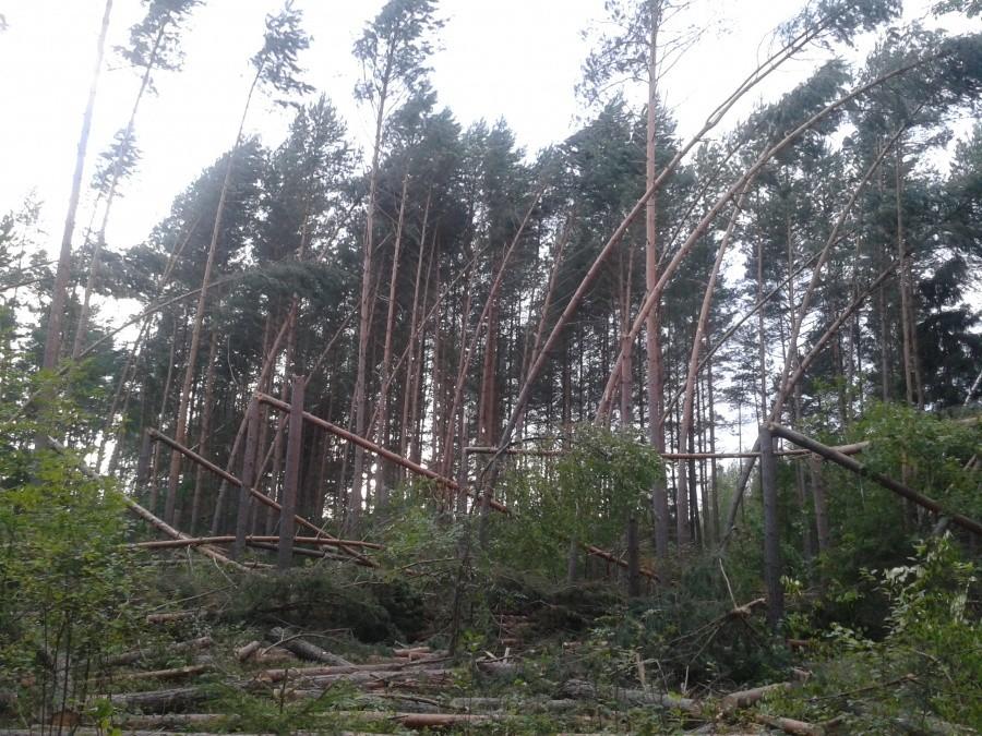 okolice Przykopki - ciągle jeszcze widać skutki nawałnicy sprzed miasiąca