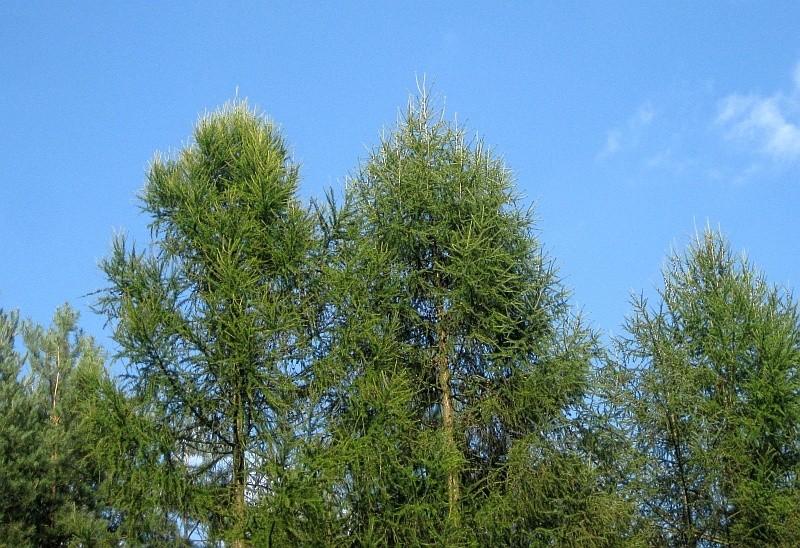 Modrzewie jeszcze zielone.
