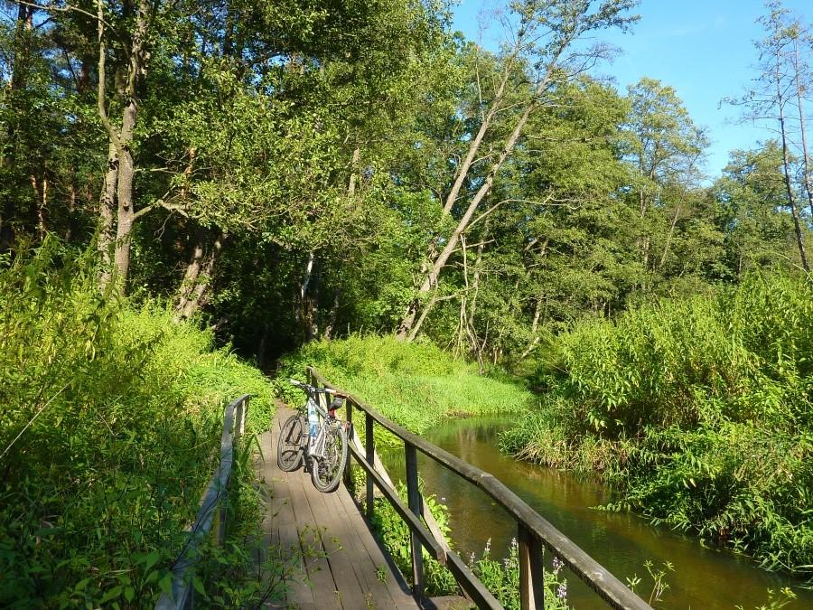 Rezerwat przyrody Źródło Królewskie. Puszcza Kozienicka