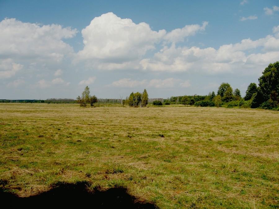Urokliwa łąka