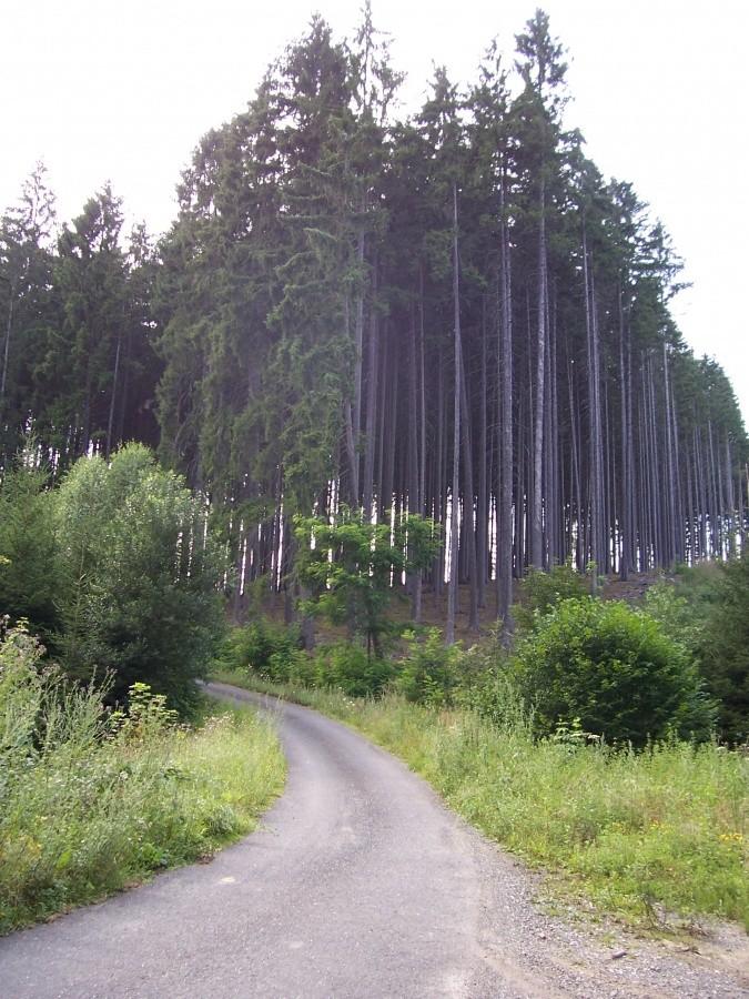w drodze powrotnej