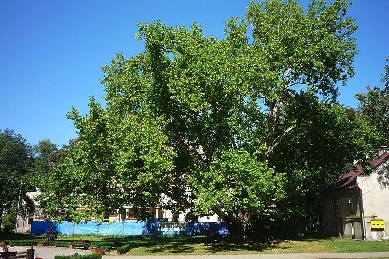 Platan w Kozach-drzewo roku 2012