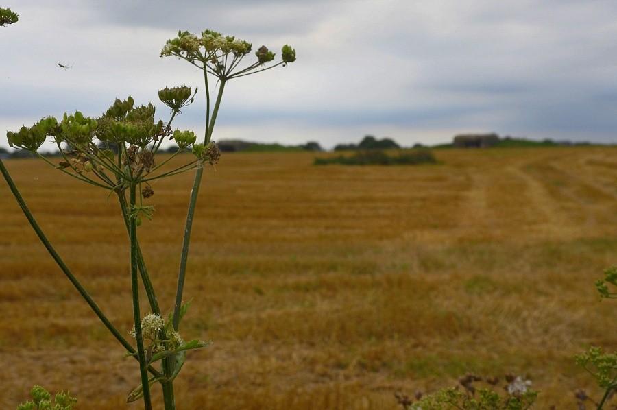 Nie do końca matrwa natura