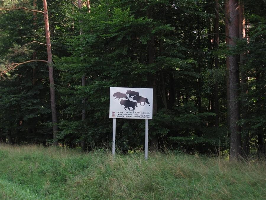 uwaga na żubry!!