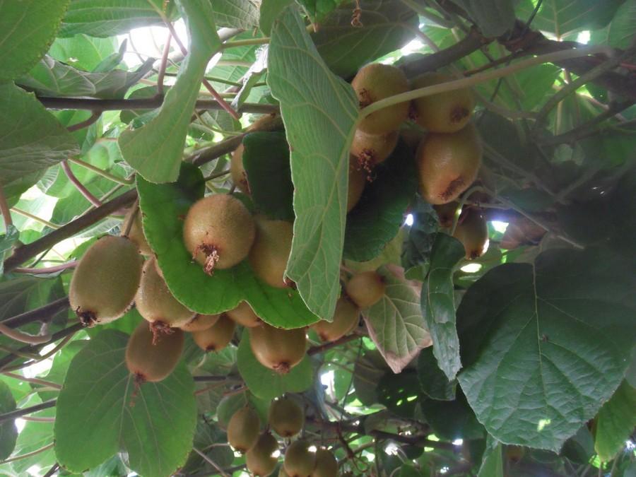 Kiwi u Serba