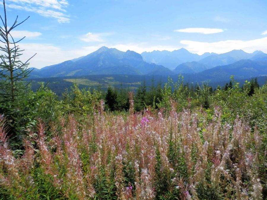Widok na Tatry z Polany Głodówka I.