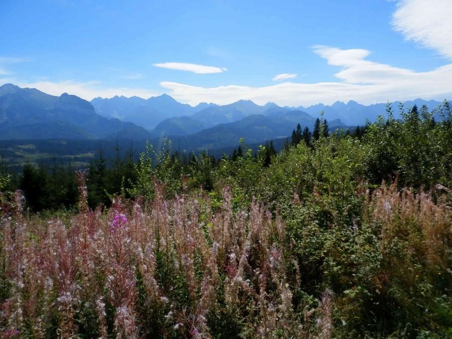 Widok na Tatry z Polany Głodówka II.