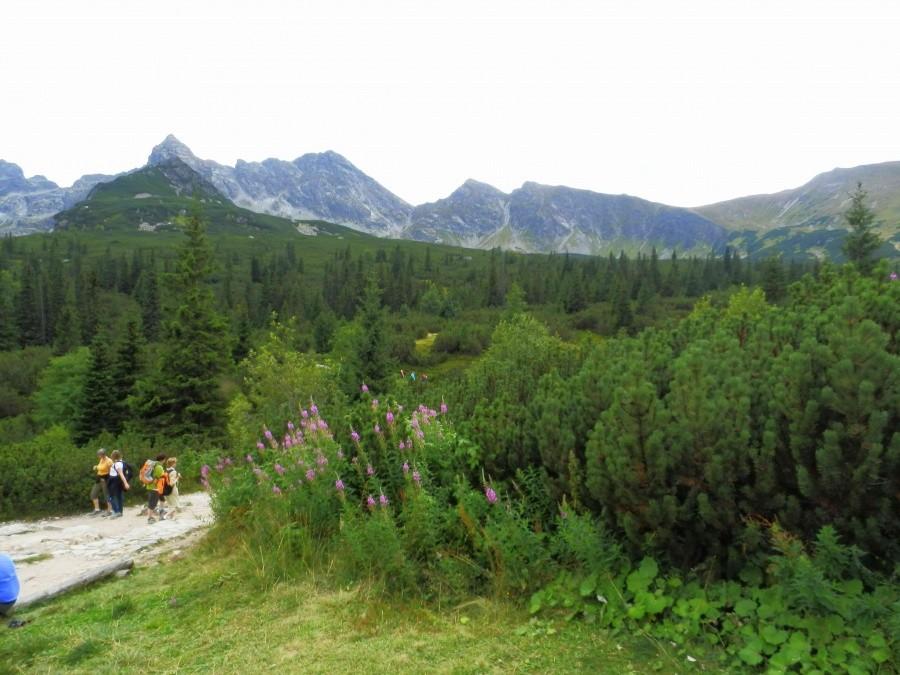 Widok na Tatry z Hali Gąsienicowej I.