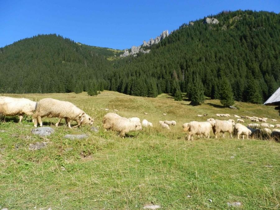 Skąpana w słońcu Dolina Chochołowska II.