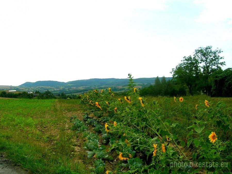 Słoneczniki w Małej