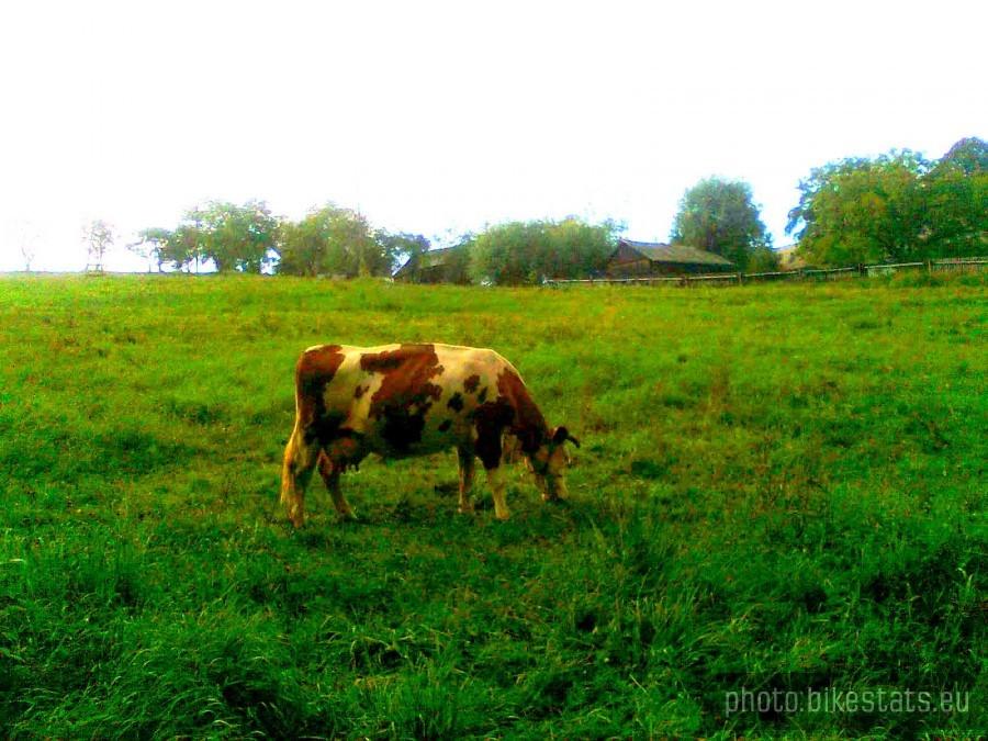 Krowa
