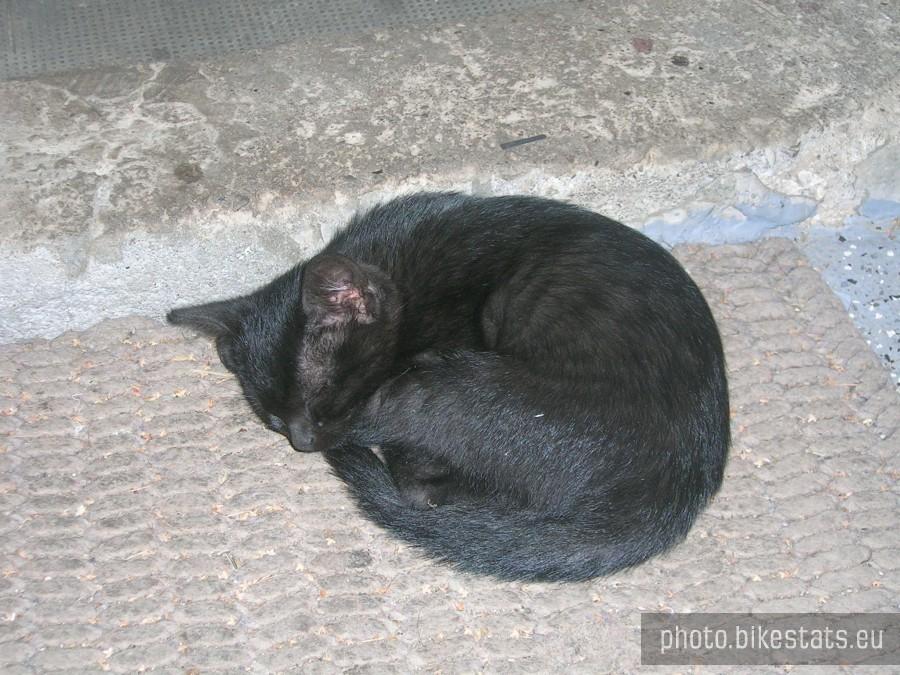 Czarny kot