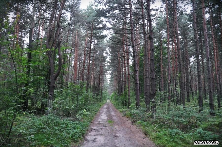 Lasy Trzebiesławiskie