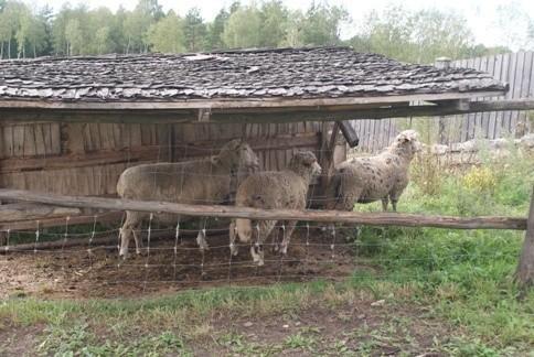 podczas deszczu i owce nie zmoknął :)